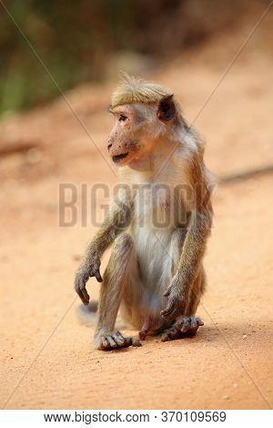 The Toque Macaque (macaca Sinica) Sitting On A Broken Branch Of A Tree Above The Water