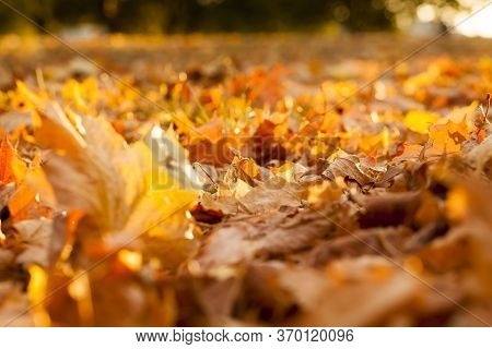 Warm Weather In The Park In The Autumn Season, Real Autumn In The Daytime