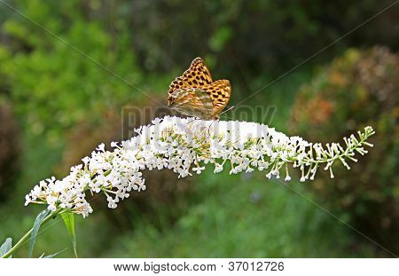 Orange sommerfugl på hvid blomst