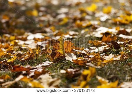 Autumn Yellow Foliage During Leaf Fall, In Nature In The Park Fallen Into The Grass, Closeup