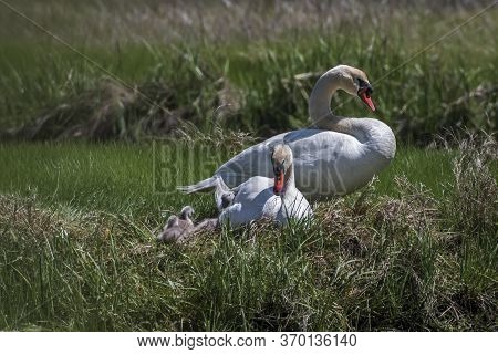 The Family Of The Mute Swan The Couple Father Mother And Three Baby Swans