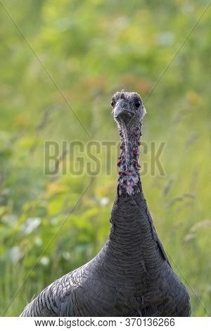 Female Wild Turkey Long Necks Mid Shot Portrait
