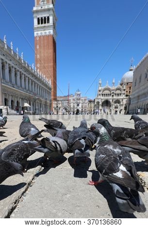 Pigeons Eat Undisturbed In The Square Of In Venice Island In Italy Without Tourists Due To The Lockd