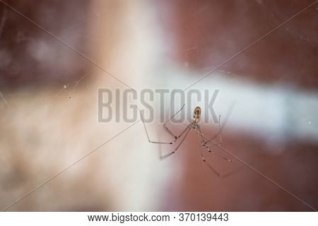Long Bodied Cellar Spider, Pholcus Phalangioides, On Her Web Waiting For A Prey