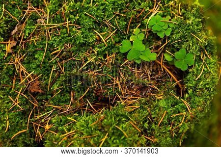 Stump With Moss In The Forest, Top View.