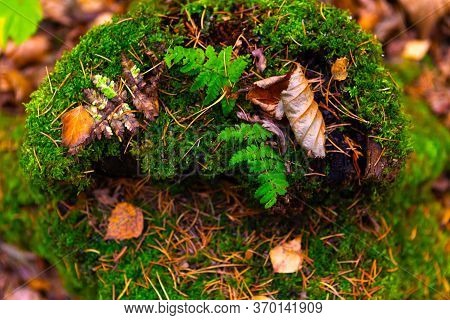 Stump With Moss In The Forest, Top View.