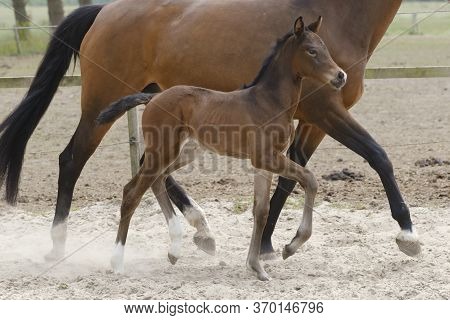 Little Brown Foal, Trosts Next To The Mother, One Week Old, During The Day With A Countryside Landsc