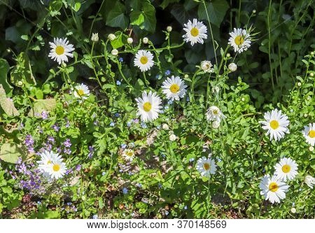 Beautiful White Margerite Flowers On A Green Field. Leucanthemum Vulgare In Springtime