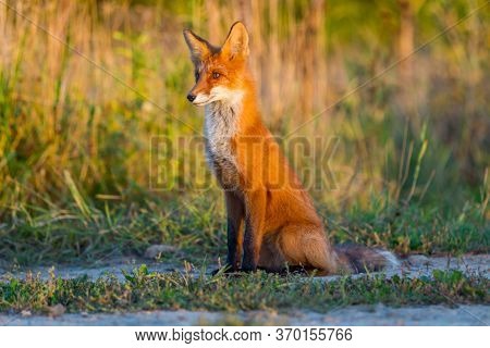 A Cute, Young, Fiery, Red Fox Cub Sits, Lit By The Evening Sun, Against The Background Of Grass. Loo