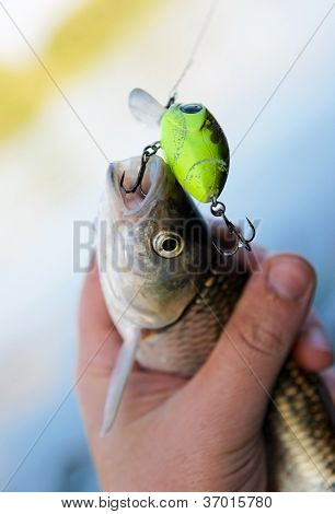 Caboz pego na fiação a isca na mão do pescador