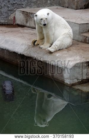 Lazy white polar bear and his reflection