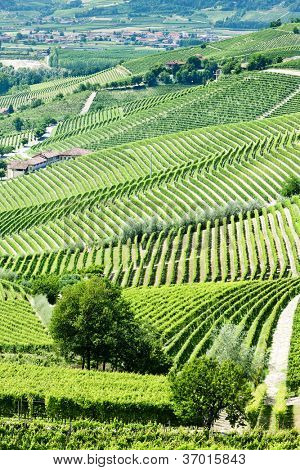 Vineyars poblíž Barbaresco, Piemont, Itálie