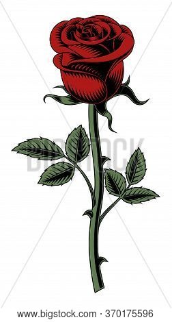 Red Rose On White Background. Vector Illustration.