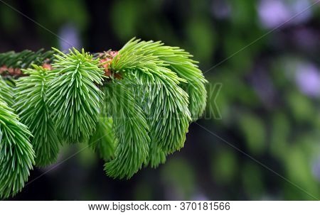 Young Branches Of A Spruce Tree. Blooming Spruce. Spruce In Spring. Natural Green Background. Close 