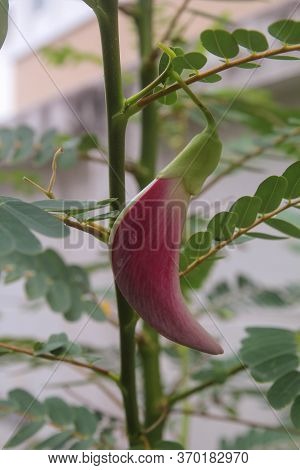 Red Agasta, Sesban, Vegetable Humming Bird, Humming Bird Tree, Butterfly Tree, Agati On Tree With Su