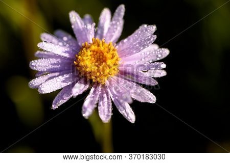 Amazing Bright Lilac Aster Alpine Flower (aster Alpinus) With Dew Drops Closeup In The Sunlight On A