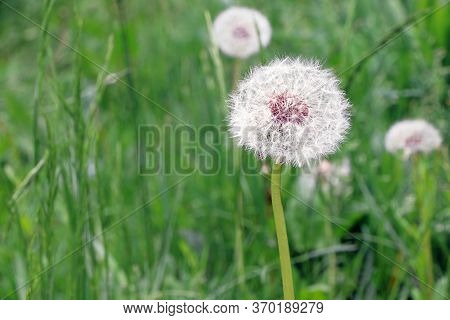 Taraxacum.wild Flowers. Dandelion In Wild Nature. Pappus Of Taraxacum. Blowballs In A Garden