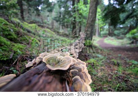 Tree Fungus Growing On A Old Growth Log In A Rain Forest On Vancouver Island British Columbia.