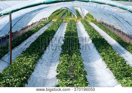 Cultivation Of Strawberry Fruits Using The Plasticulture Method, Plants Growing On Plastic Mulch In