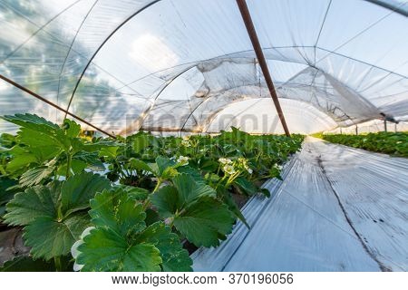 Cultivation Of Strawberry Fruits Using The Plasticulture Method, Plants Growing On Plastic Mulch In