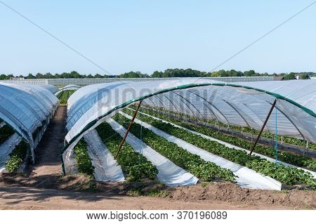 Cultivation Of Strawberry Fruits Using The Plasticulture Method, Plants Growing On Plastic Mulch In 