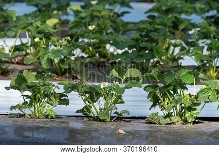 Cultivation Of Strawberry Fruits Using The Plasticulture Method, Plants Growing On Plastic Mulch In