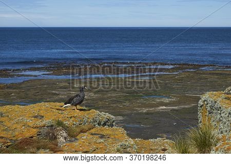 Female Kelp Goose (chloephaga Hybrida Malvinarum) On A Lichen Covered Cliff On Bleaker Island In The