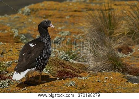 Female Kelp Goose (chloephaga Hybrida Malvinarum) On A Lichen Covered Cliff On Bleaker Island In The
