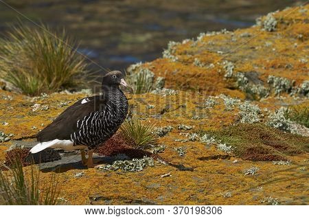 Female Kelp Goose (chloephaga Hybrida Malvinarum) On A Lichen Covered Cliff On Bleaker Island In The