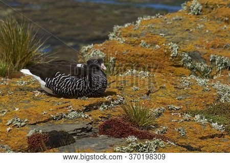Female Kelp Goose (chloephaga Hybrida Malvinarum) On A Lichen Covered Cliff On Bleaker Island In The