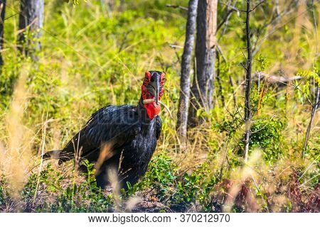 The bird - rhinoceros 