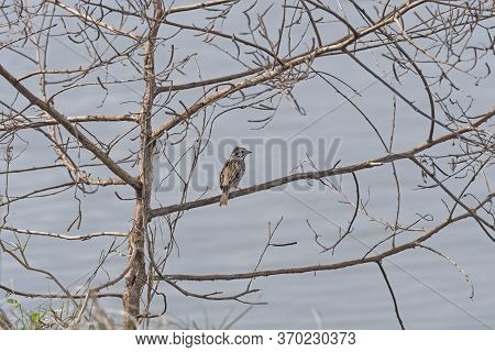 Vesper Sparrow Singing In A Tree In Teh San Bernard Wildlife Refuge In Texas