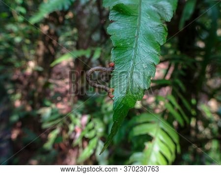 Worm Brown On Leaf In The Jungle