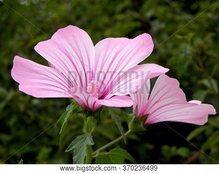 Delicate Pink Flowers Of Mallow. Malva Alcea (greater Musk-mallow, Cut-leaved Mallow, Vervain Mallow