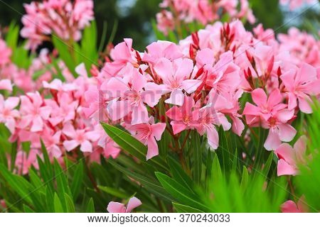 Flowers Of Pink Oleander, Nerium Oleander, Bloomed In The Spring. Shrub, A Small Tree From The Corne