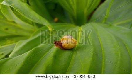 A Tiny Snail Crossing Some Leafy Terrain
