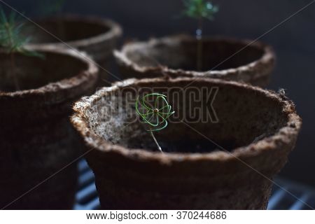 Tiny Spruce Sapling With Twirly Green Needles Planted In A Coconut Fiber Vase