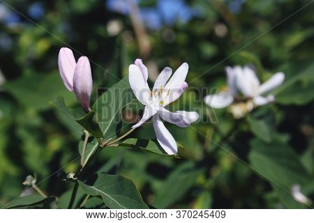 White Pink Frangula Flower On A Background Of Green Leaves And Pink Buds In Spring Day