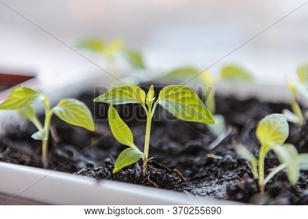 Seedlings On The Window. Seedlings In The Ground. Plant Sprouts. Green Seedlings