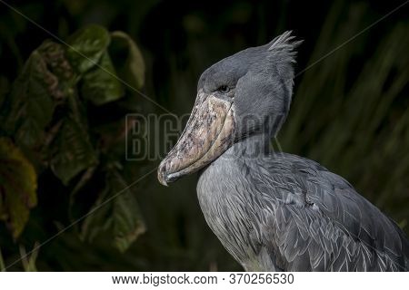 Shoebill, Also Known As Whalehead, Is A Whale-headed Stork. This Picture Features Its Iconic Shoe-bi
