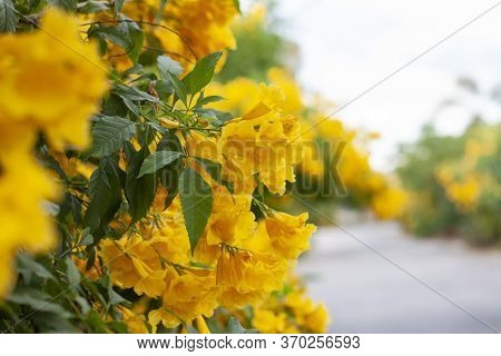 Yellow Elder, Trumpetbush, Trumpetflower Bloom On Both Sides Of Road.