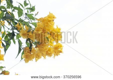 Beautiful Yellow Elder, Trumpetbush, Trumpetflower Isolated On White Background.