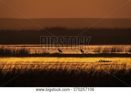 Sunset Scene With Sandhill Cranes In The Wetland