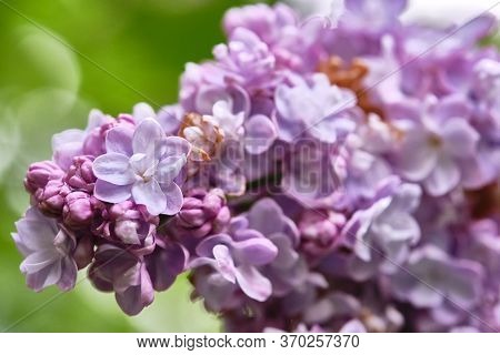 Beautiful Flowering Branch Of Lilac Flowers Close-up Macro Shot With Blurry Background. Spring Natur