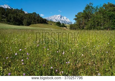 Austrian Summer Countryside With Green Flower Meadow, Evergreen Forest And Rocky Mountains, Mieminge