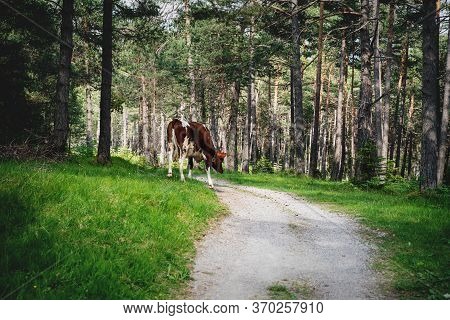 Cow Walking Along Path On Alpine Pasture In Sunny Evergreen Forest, Mieminger Plateau, Tyrol, Austri
