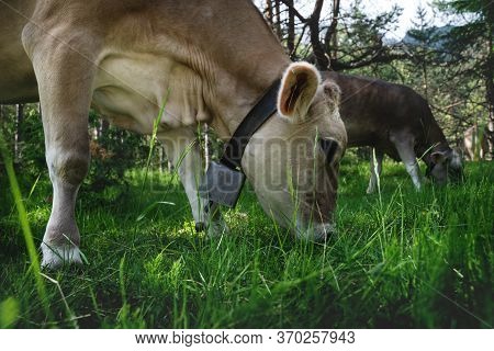 Cows Grazing On Alpine Pasture In Sunny Forest, Mieminger Plateau, Tyrol, Austria