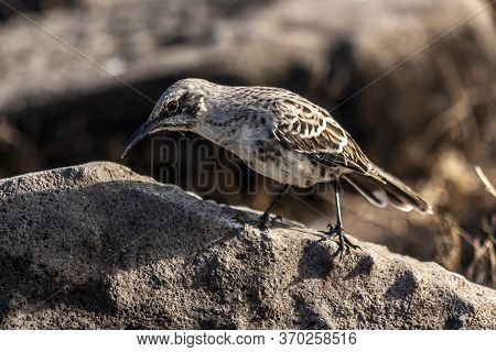 Espanola Mockingbird Standing In A Rock On A Sunny Day