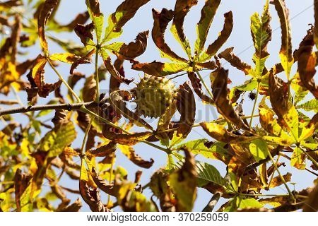 Beautiful Natural Chestnut Foliage That Changed Color In The Autumn Season, Close-up Of Chestnut Tre
