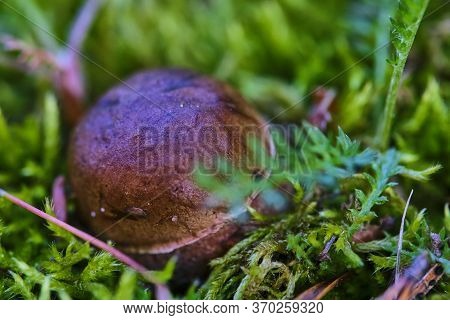 Beautiful Mushroom Hog Growing In The Grass Color